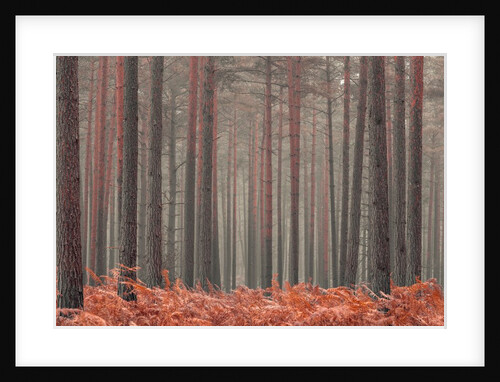 Misty Forest by Assaf Frank